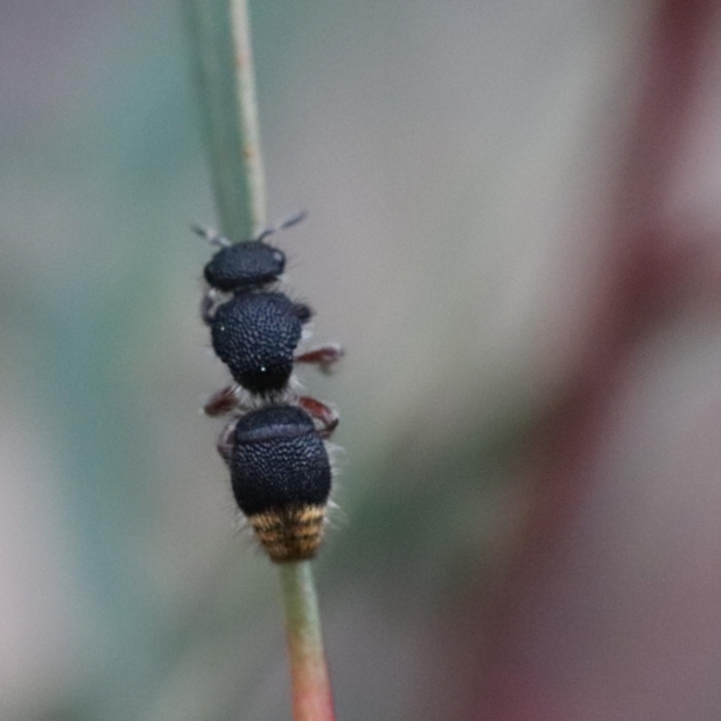 Odontomyrme sp. (genus) at Molonglo Valley, ACT - 22 Sep 2022