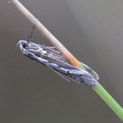 Philobota stella (A concealer moth) at Black Mountain - 22 Sep 2022 by YellowButton