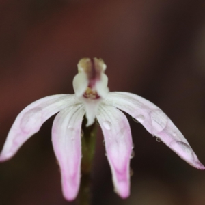 Caladenia fuscata at Aranda, ACT - 22 Sep 2022