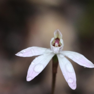 Caladenia fuscata at Aranda, ACT - 22 Sep 2022