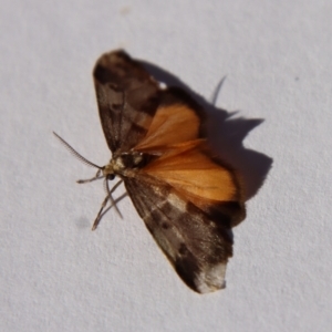 Anestia (genus) at Hughes, ACT - 20 Sep 2022