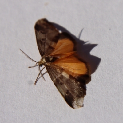 Anestia (genus) (A tiger moth) at Hughes Grassy Woodland - 20 Sep 2022 by LisaH