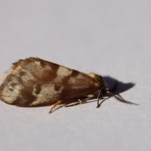 Anestia (genus) at Hughes, ACT - 20 Sep 2022