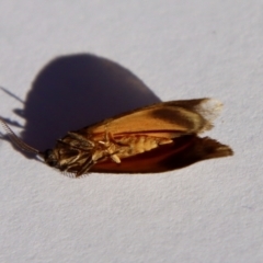 Anestia (genus) at Hughes, ACT - 20 Sep 2022