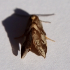 Anestia (genus) at Hughes, ACT - 20 Sep 2022