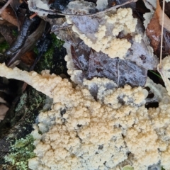 Leocarpus fragilis at Mount Jerrabomberra QP - 22 Sep 2022 by roachie