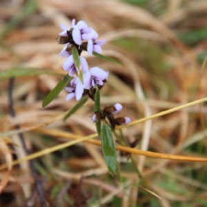 Hovea heterophylla at Mongarlowe, NSW - 22 Sep 2022