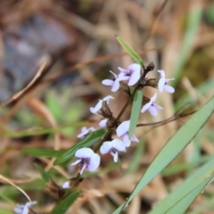 Hovea heterophylla at Mongarlowe, NSW - 22 Sep 2022