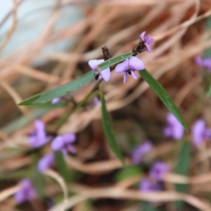 Hovea heterophylla at Mongarlowe, NSW - suppressed