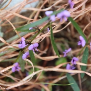 Hovea heterophylla at Mongarlowe, NSW - suppressed