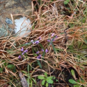 Hovea heterophylla at Mongarlowe, NSW - 22 Sep 2022