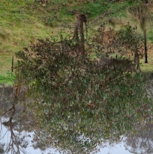 Eucalyptus melliodora at Bungendore, NSW - 22 Sep 2022