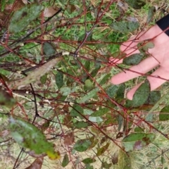 Eucalyptus melliodora at Bungendore, NSW - 22 Sep 2022 04:23 PM