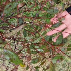 Eucalyptus melliodora at Bungendore, NSW - 22 Sep 2022 04:23 PM