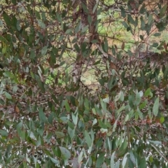 Eucalyptus melliodora at Bungendore, NSW - 22 Sep 2022 04:23 PM