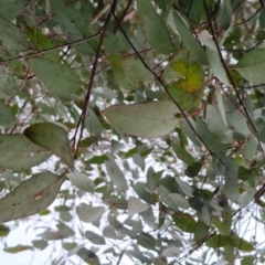 Eucalyptus melliodora at Bungendore, NSW - 22 Sep 2022 04:23 PM