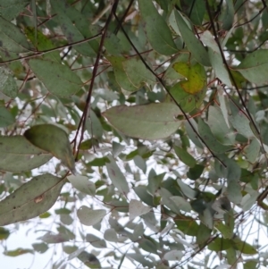 Eucalyptus melliodora at Bungendore, NSW - 22 Sep 2022