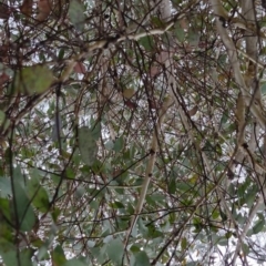Eucalyptus melliodora at Bungendore, NSW - 22 Sep 2022