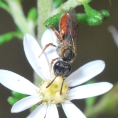 Lasioglossum (Homalictus) punctatus (A halictid bee) at Aranda Bushland - 21 Sep 2022 by Harrisi