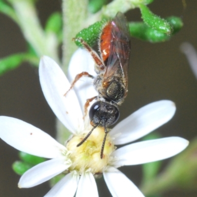 Lasioglossum (Homalictus) punctatus (A halictid bee) at Aranda Bushland - 21 Sep 2022 by Harrisi