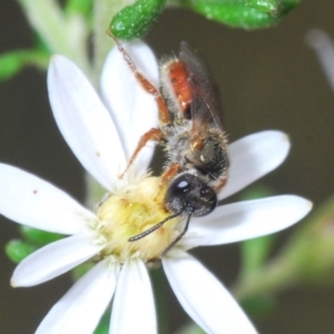 Lasioglossum (Homalictus) punctatus at Cook, ACT - 21 Sep 2022