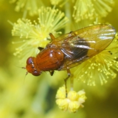 Sapromyza sp. (genus) (A lauxaniid fly) at Aranda, ACT - 21 Sep 2022 by Harrisi