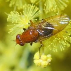 Sapromyza sp. (genus) (A lauxaniid fly) at Point 69 - 21 Sep 2022 by Harrisi