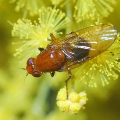 Sapromyza sp. (genus) (A lauxaniid fly) at Point 73 - 21 Sep 2022 by Harrisi