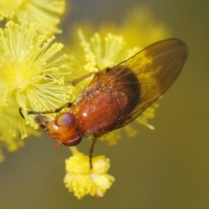 Sapromyza sp. (genus) at Aranda, ACT - 21 Sep 2022