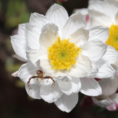 Australomisidia sp. (genus) (Flower spider) at ANBG - 20 Aug 2022 by TimL