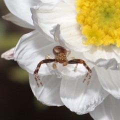 Australomisidia sp. (genus) at Acton, ACT - 21 Aug 2022