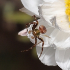 Australomisidia sp. (genus) at Acton, ACT - 21 Aug 2022