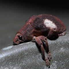 Gonipterus pulverulentus (Eucalyptus weevil) at Acton, ACT - 21 Aug 2022 by TimL