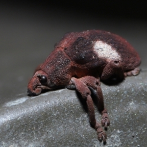 Gonipterus pulverulentus at Acton, ACT - 21 Aug 2022