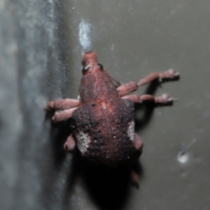 Gonipterus pulverulentus at Acton, ACT - 21 Aug 2022