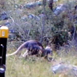 Macropus giganteus at Kambah, ACT - 3 Apr 2022 04:34 PM