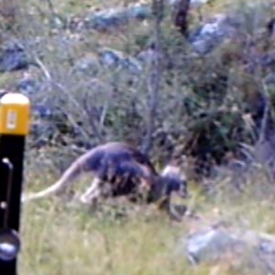 Macropus giganteus (Eastern Grey Kangaroo) at Mount Taylor - 3 Apr 2022 by MountTaylorParkcareGroup