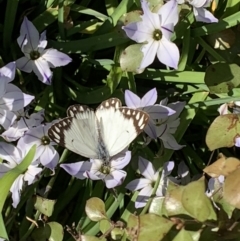 Belenois java (Caper White) at Theodore, ACT - 20 Sep 2022 by Cardy