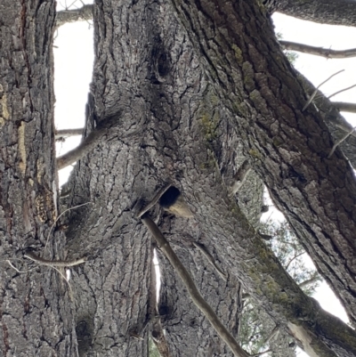 Trichosurus vulpecula (Common Brushtail Possum) at Yarralumla, ACT - 22 Sep 2022 by teeniiee