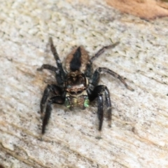 Jotus auripes (Jumping spider) at Murrumbateman, NSW - 23 Sep 2022 by amiessmacro