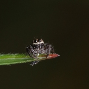 Sandalodes sp. (genus) at Murrumbateman, NSW - 23 Sep 2022