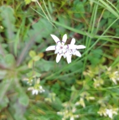 Wurmbea dioica subsp. dioica (Early Nancy) at Little Billabong, NSW - 23 Sep 2022 by RobCook