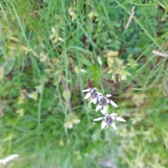 Wurmbea dioica subsp. dioica at Little Billabong, NSW - 23 Sep 2022