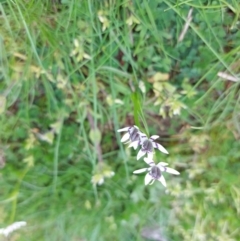 Wurmbea dioica subsp. dioica at Little Billabong, NSW - 23 Sep 2022 10:48 AM