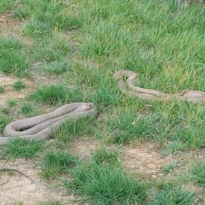 Pseudonaja textilis (Eastern Brown Snake) at Little Billabong, NSW - 23 Sep 2022 by RobCook