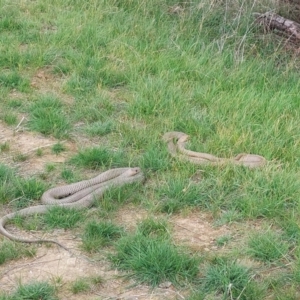 Pseudonaja textilis at Little Billabong, NSW - 23 Sep 2022