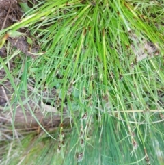 Schoenus apogon (Common Bog Sedge) at Little Billabong, NSW - 23 Sep 2022 by RobCook