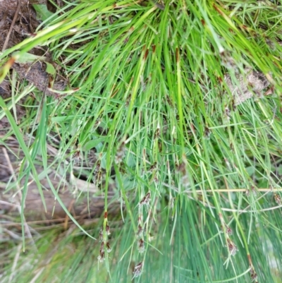 Schoenus apogon (Common Bog Sedge) at Little Billabong, NSW - 23 Sep 2022 by RobCook