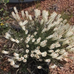 Stackhousia monogyna (Creamy Candles) at Toodyay, WA - 22 Sep 2022 by WayneC