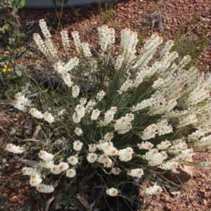 Stackhousia monogyna at Toodyay, WA - 22 Sep 2022